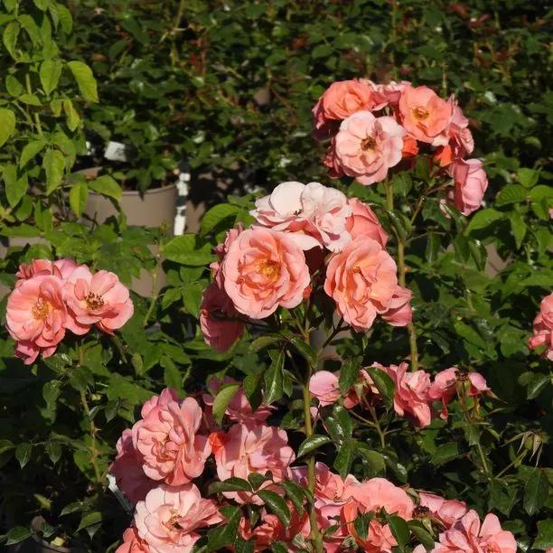 Fascination Floribunda Rose (Rosa Fascination) 5